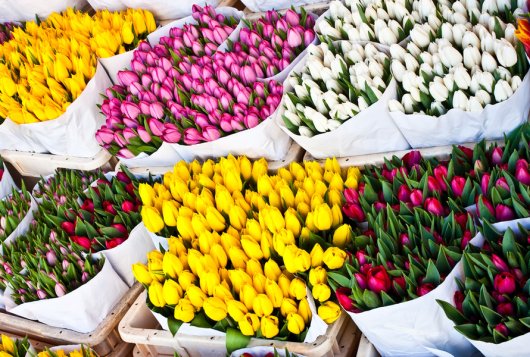tulpen, foto Shutterstock