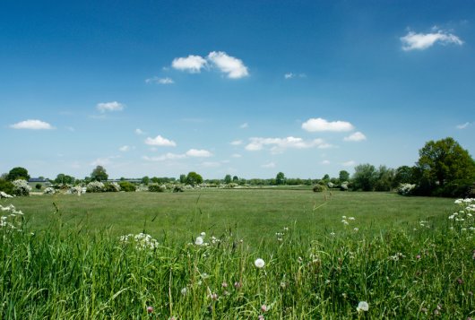 grasland, foto Shutterstock