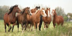 Paarden, foto Shutterstock