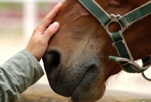 Paard aaien, foto Shutterstock